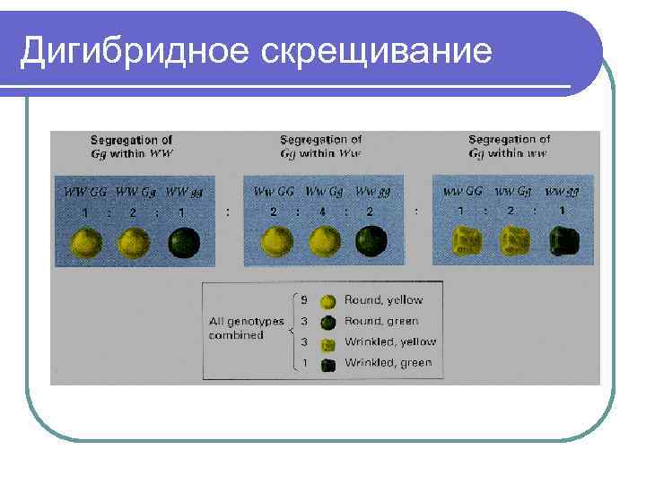 Дигибридное скрещивание 