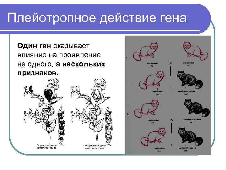 Действие генов