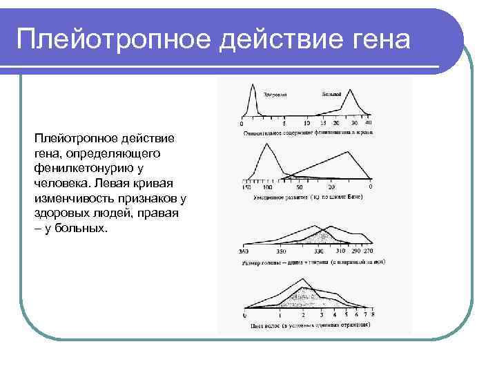 Плейотропное действие гена  Плейотропное действие  гена, определяющего  фенилкетонурию у  человека.