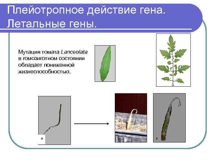 Действие гена. Множественное действие генов примеры. Множественное плейотропное действие Гена. Плейотропия летальные гены. Плейотропное действие Гена. Объяснить на схеме скрещивания.