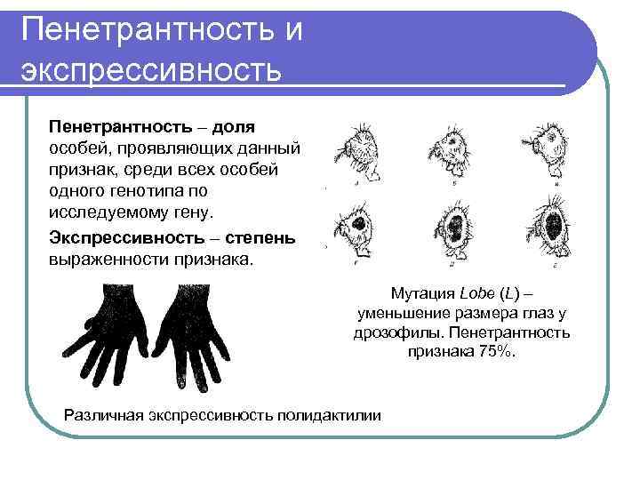 Экспрессивность и пенетрантность