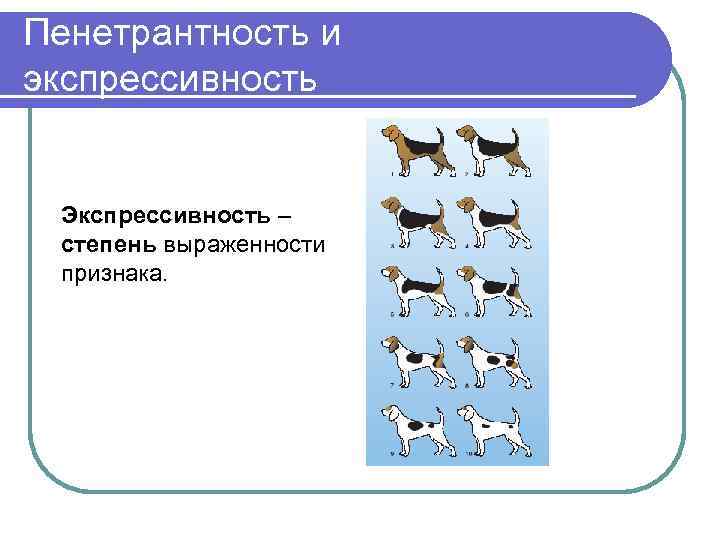 Экспрессивность. Пенетрантность и экспрессивность. Экспрессивность и пенетрантность признака. Экспрессивность признака в генетике. Экспрессивность это в генетике примеры.