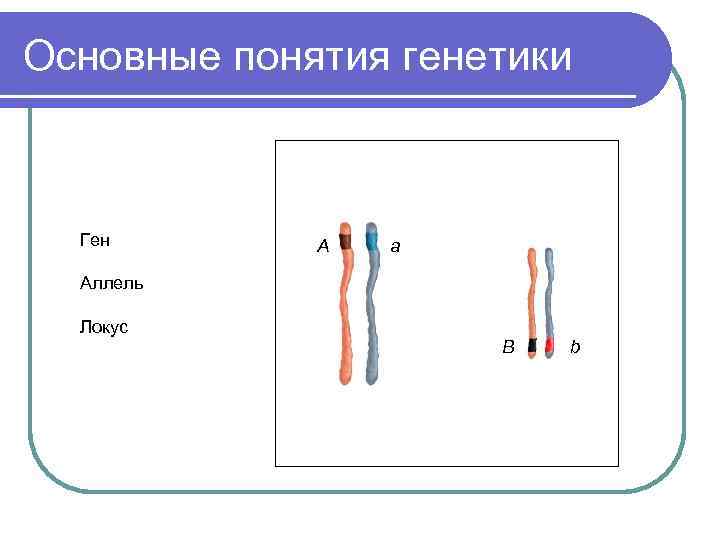 Аллель это в генетике. Локус это в генетике. Аллельные гены Локус. Локус хромосомы это в генетике. Аллель рисунок.