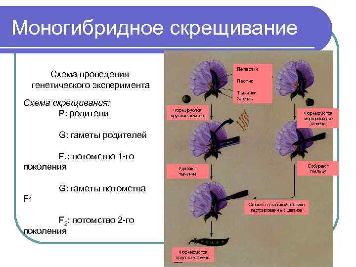 Реципрокное скрещивание схема