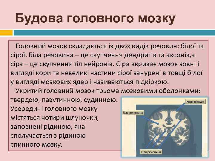  Будова головного мозку  Головний мозок складається із двох видів речовин: білої та