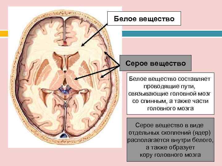 Белое вещество  Серое вещество Белое вещество составляет   проводящие пути, связывающие головной