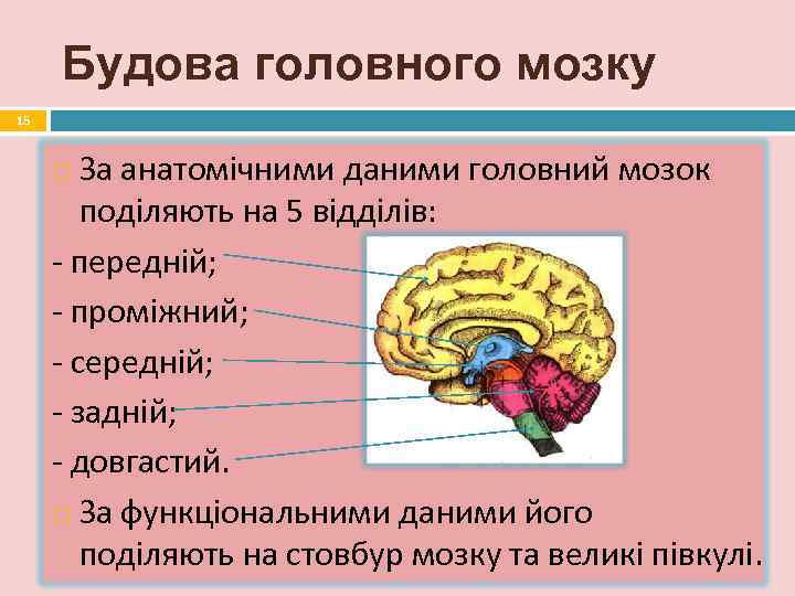  Будова головного мозку 15  За анатомічними даними головний мозок   поділяють