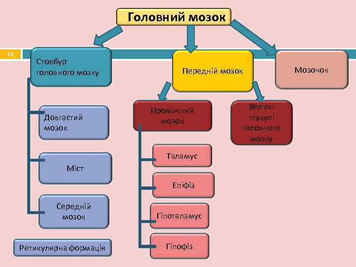       Головний мозок 16   Стовбур  