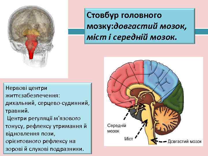      Стовбур головного 17      мозку: