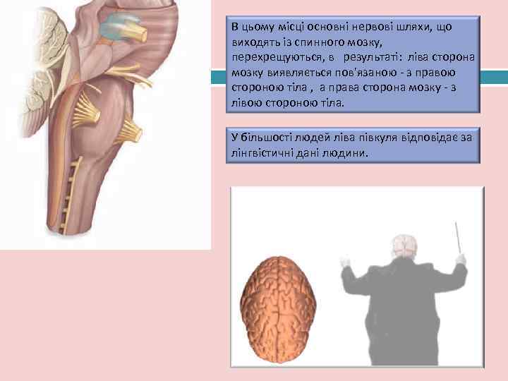  В цьому місці основні нервові шляхи, що виходять із спинного мозку,  перехрещуються,