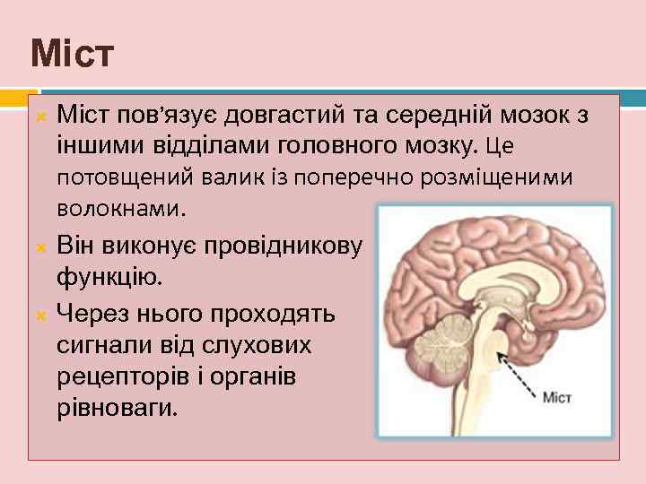 Міст пов’язує довгастий та середній мозок з іншими відділами головного мозку. Це потовщений валик