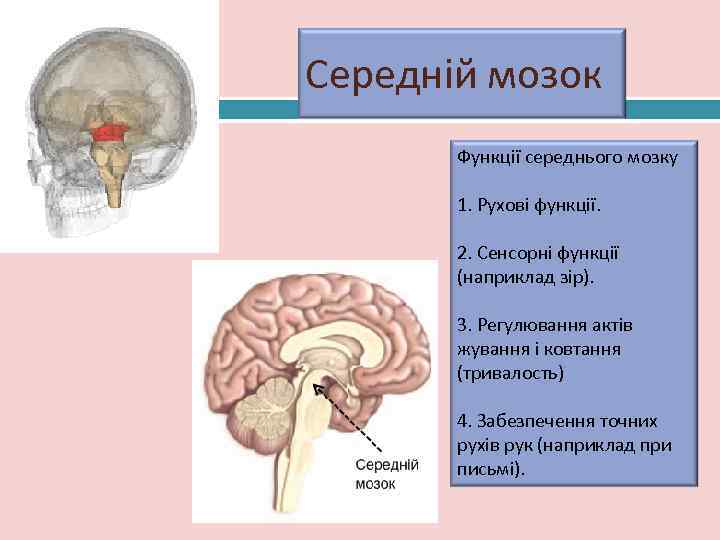  Середній мозок 21    Функції середнього мозку   1. Рухові