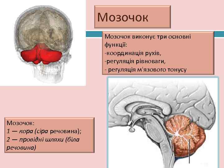      Мозочок 22      Мозочок виконує
