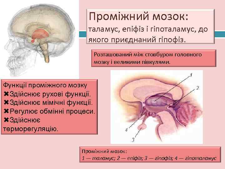     Проміжний мозок: 24     таламус, епіфіз і