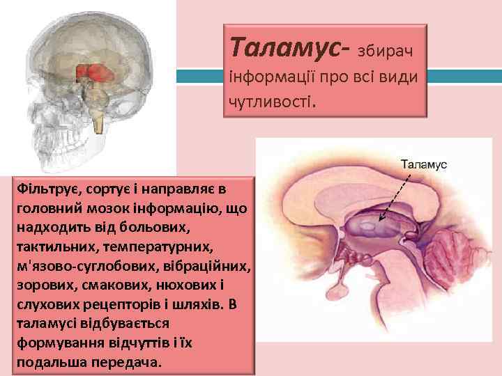      Таламус- збирач 25      інформації