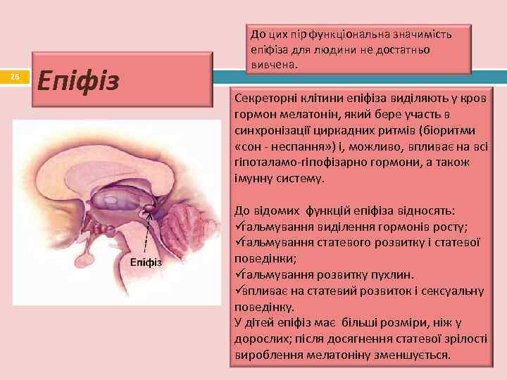     До цих пір функціональна значимість   епіфіза для людини