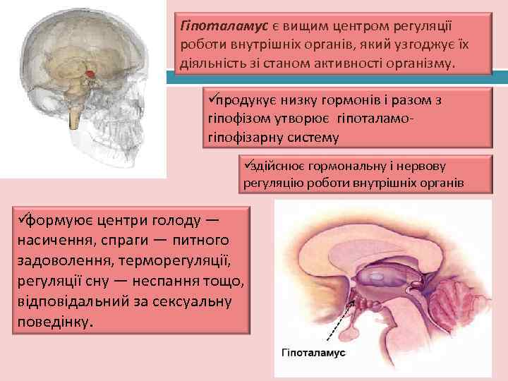      Гіпоталамус є вищим центром регуляції    роботи