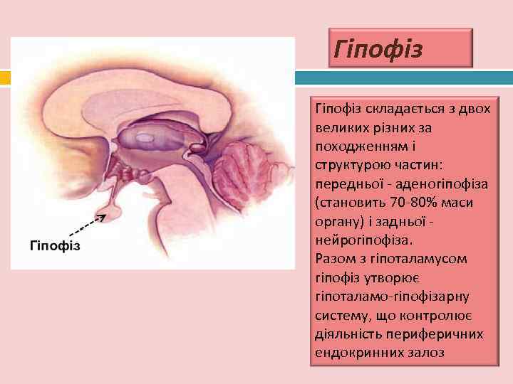   Гіпофіз 28  Гіпофіз складається з двох великих різних за походженням і