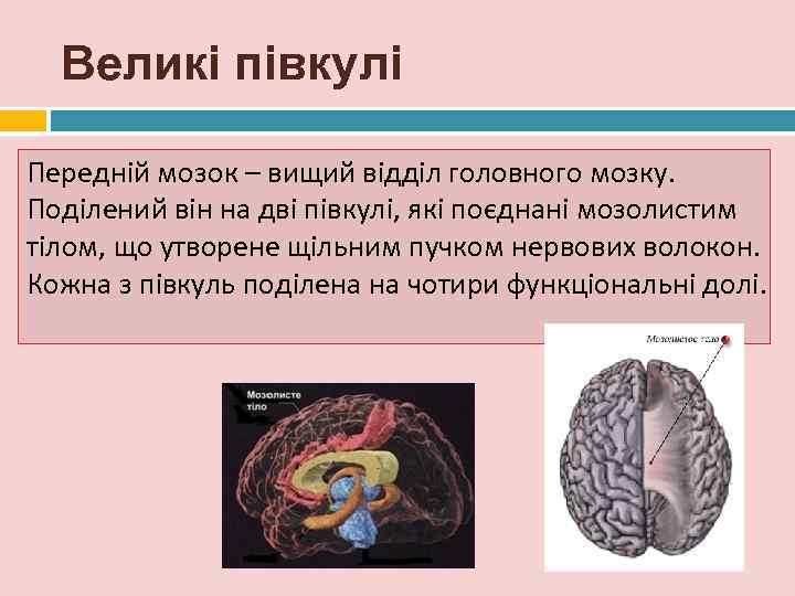  Великі півкулі Передній мозок – вищий відділ головного мозку. Поділений він на дві