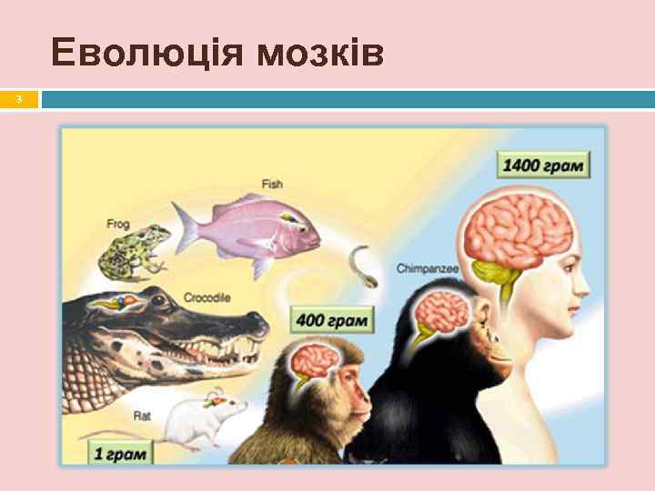  Еволюція мозків 3 
