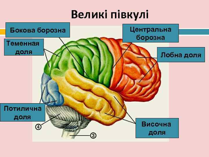    Великі півкулі Бокова борозна   Центральна    