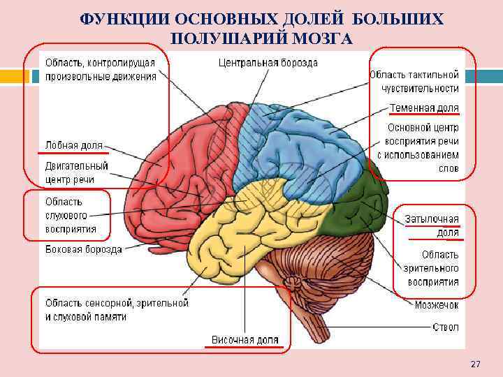 ФУНКЦИИ ОСНОВНЫХ ДОЛЕЙ БОЛЬШИХ  ПОЛУШАРИЙ МОЗГА       27