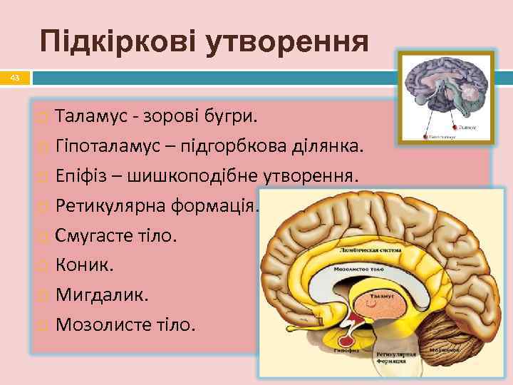  Підкіркові утворення 43   Таламус - зорові бугри.  Гіпоталамус – підгорбкова