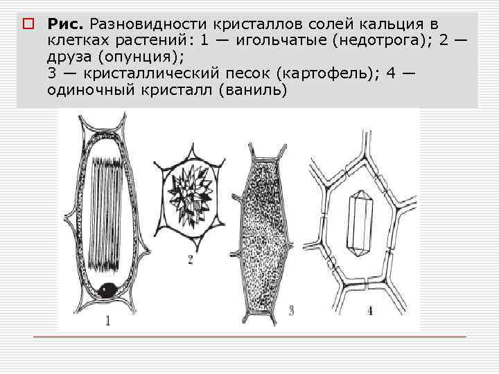 Кристаллы оксалата кальция