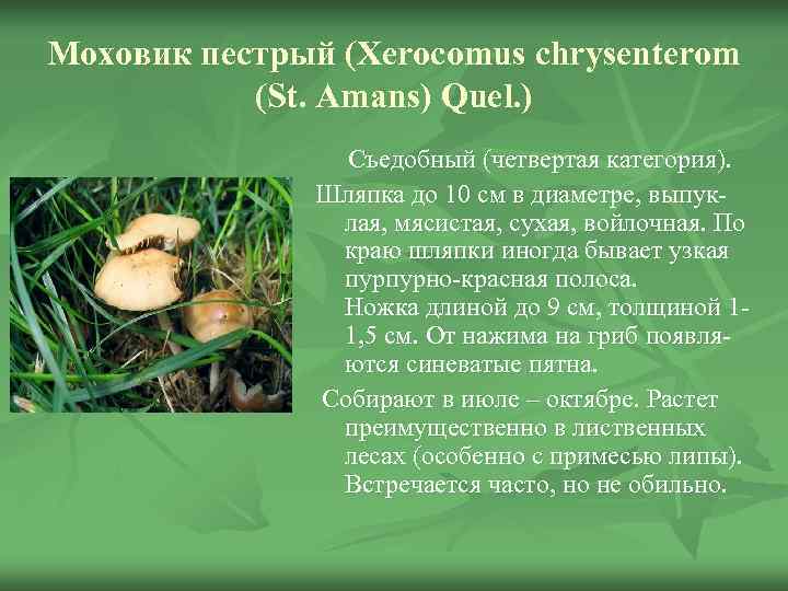 Моховик пестрый (Xerocomus chrysenterom  (St. Amans) Quel. )   Съедобный (четвертая категория).