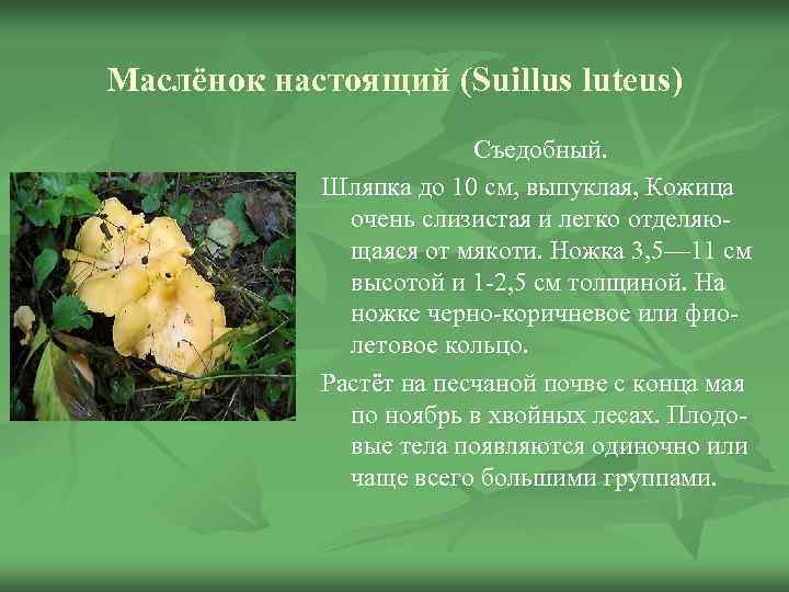 Маслёнок настоящий (Suillus luteus)      Съедобный.    Шляпка