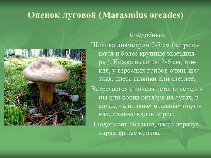 Опенок луговой (Marasmius oreades)      Съедобный.    Шляпка