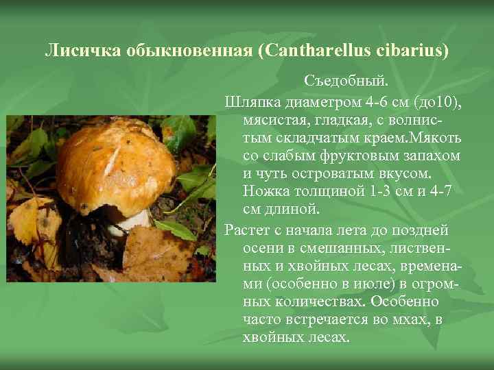Лисичка обыкновенная (Cantharellus cibarius)      Съедобный.    