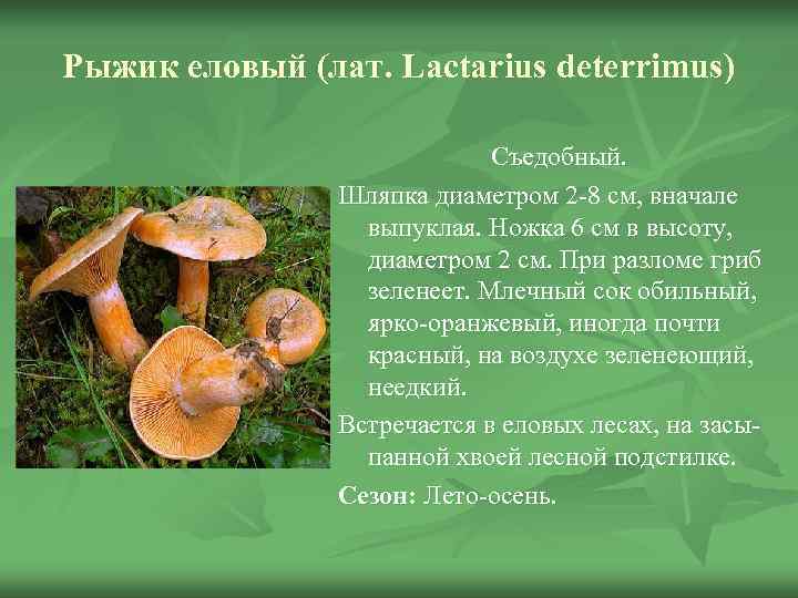 Рыжик еловый (лат. Lactarius deterrimus)      Съедобный.   Шляпка