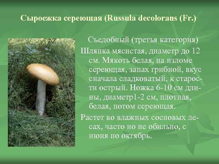 Сыроежка сереющая (Russula decolorans (Fr. )    Съедобный (третья категория)  