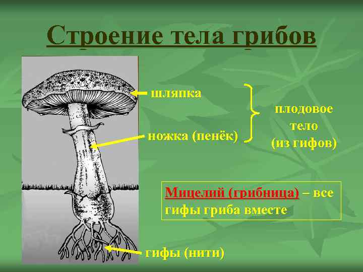 Строение тела грибов  шляпка     плодовое    