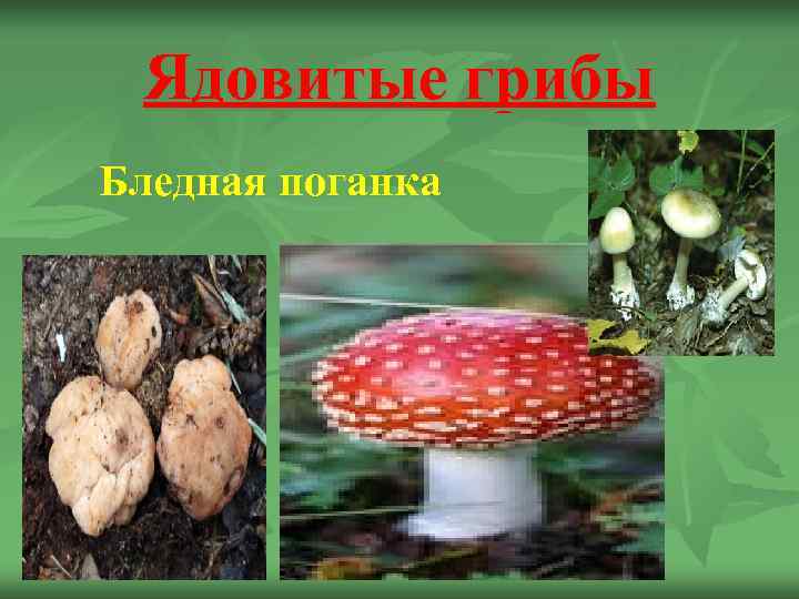  Ядовитые грибы Бледная поганка 