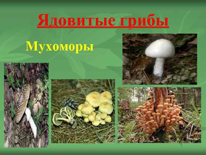 Ядовитые грибы Мухоморы 