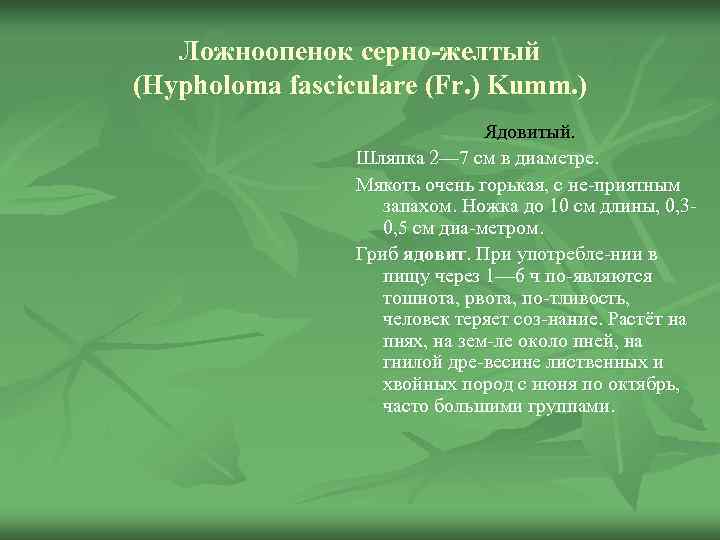  Ложноопенок серно-желтый (Hypholoma fasciculare (Fr. ) Kumm. )    