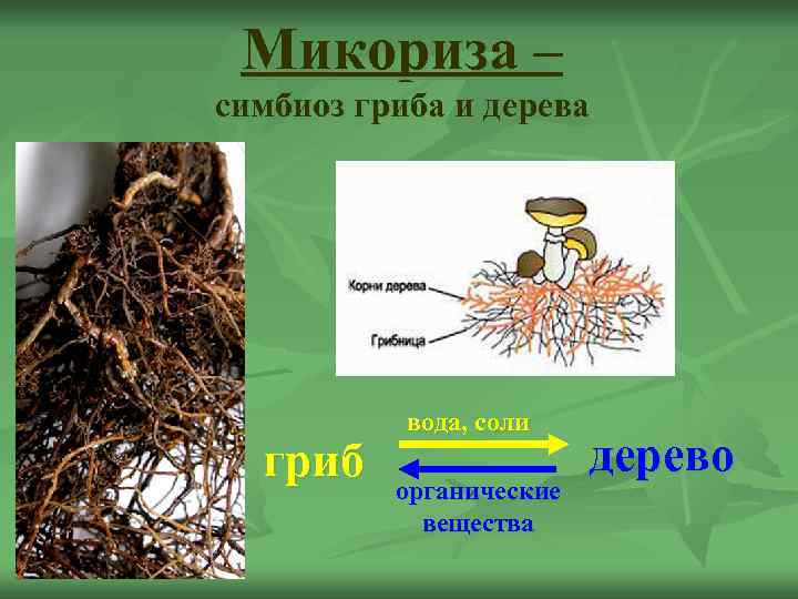  Микориза – симбиоз гриба и дерева    вода, соли  гриб