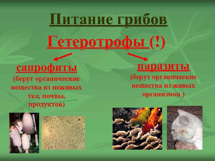    Питание грибов  Гетеротрофы (!) сапрофиты    паразиты (берут