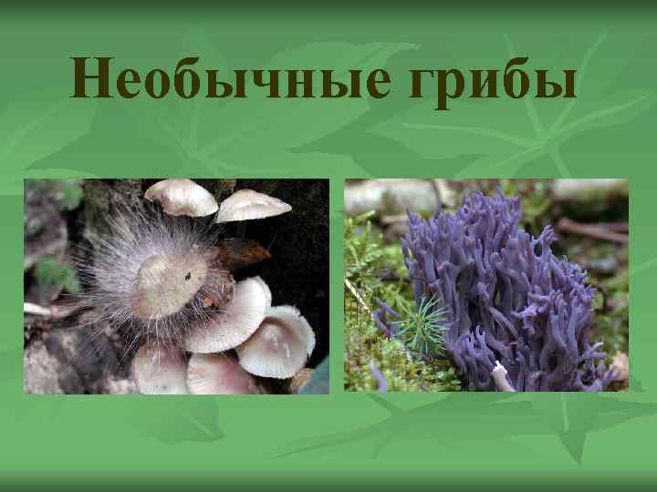 Необычные грибы 