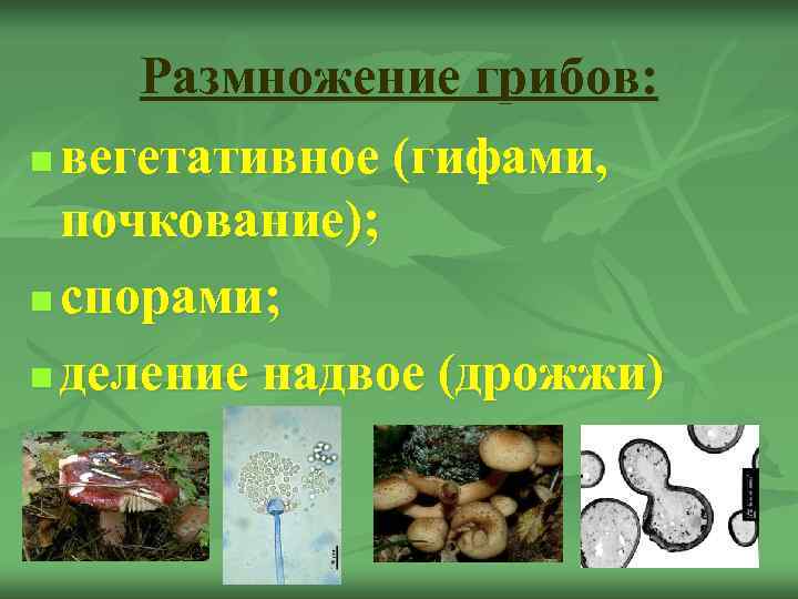  Размножение грибов: n вегетативное (гифами, почкование); n спорами;  n деление надвое (дрожжи)