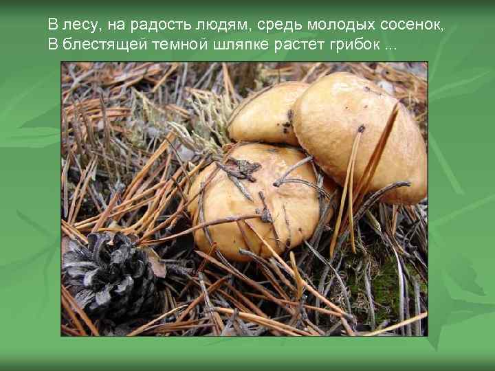 В лесу, на радость людям, средь молодых сосенок, В блестящей темной шляпке растет грибок.