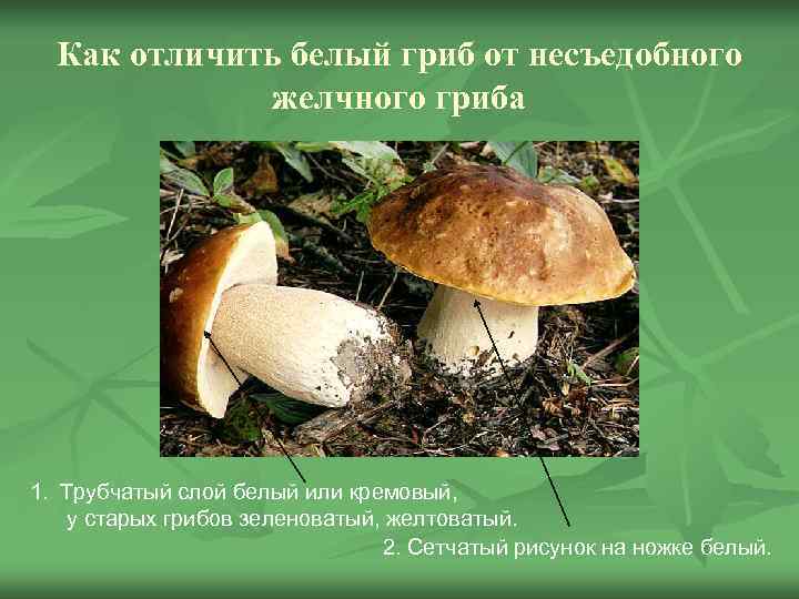  Как отличить белый гриб от несъедобного    желчного гриба 1. Трубчатый
