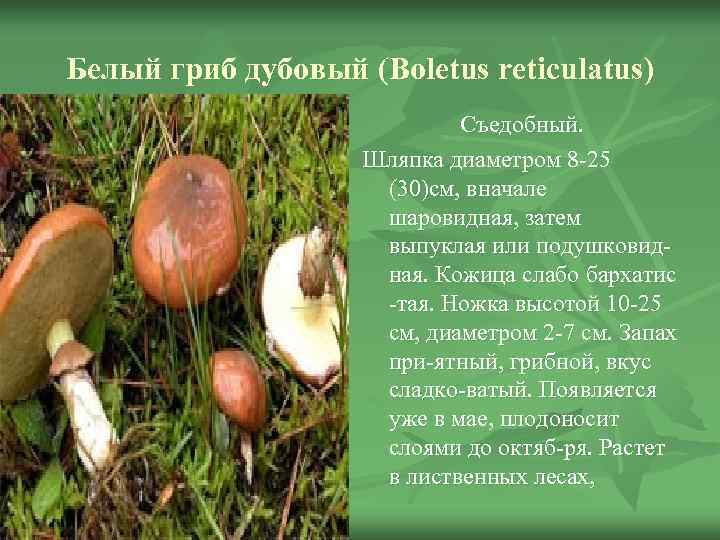 Белый гриб дубовый (Boletus reticulatus)     Съедобный.    