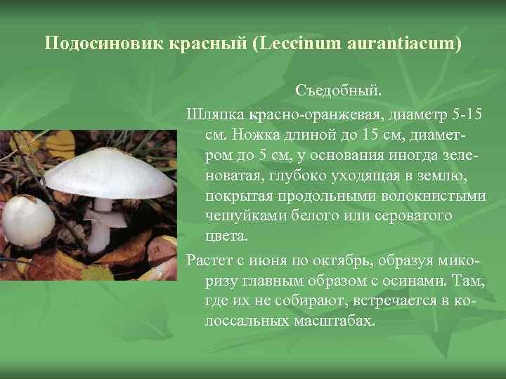 Подосиновик красный (Leccinum aurantiacum)      Съедобный.    Шляпка