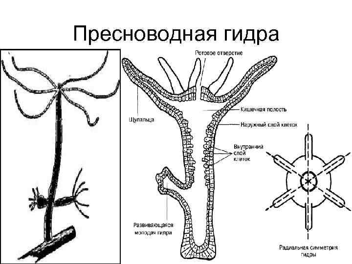 Рисунок пресноводной гидры