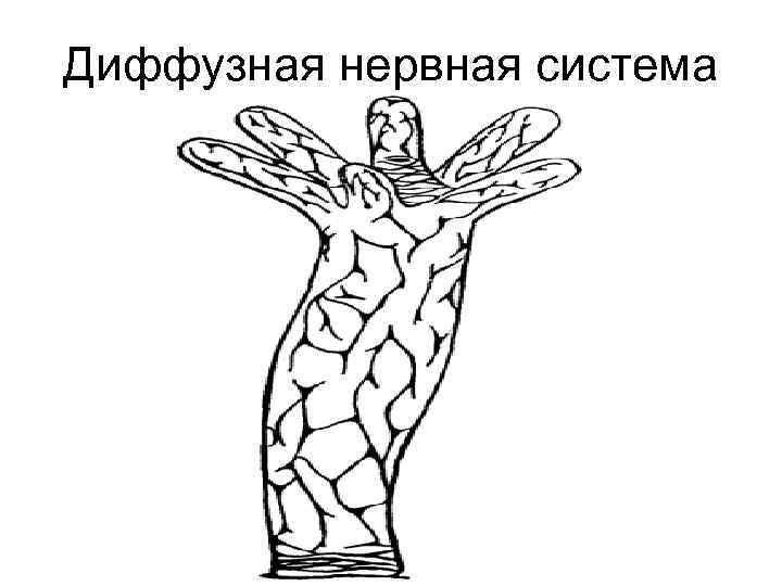 Диффузная нервная система 