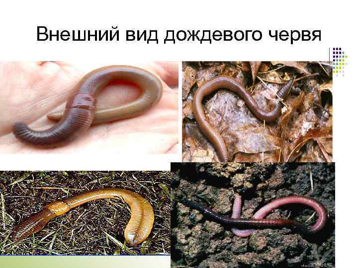 Дождевой червь тип животного. Внешний вид дождевого червя. Разновидности земляных червей. Разновидности дождевых червей.