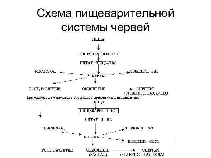 Схема пищеварительной  системы червей 